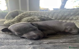 Mixed Breed dogs for sale: Woorier WhippetXTerrier  - Advert 3