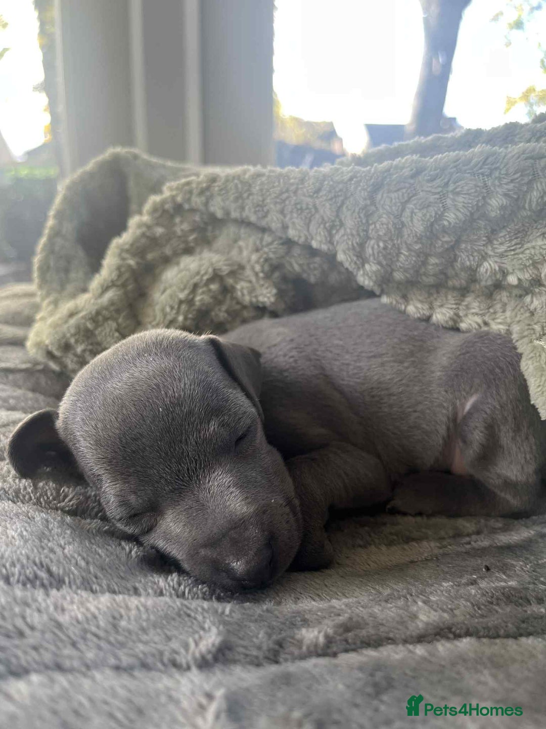 Mixed Breed dogs for sale: Woorier WhippetXTerrier  - Advert 3