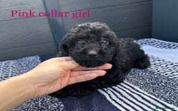 Cockapoo dogs for sale: F1 cockapoo puppies - Image 7