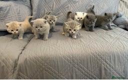 British Shorthair cats for sale: gorgeous gccf pedigree British short hair kittens - Image 1