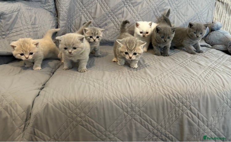 British Shorthair cats - Advert 2