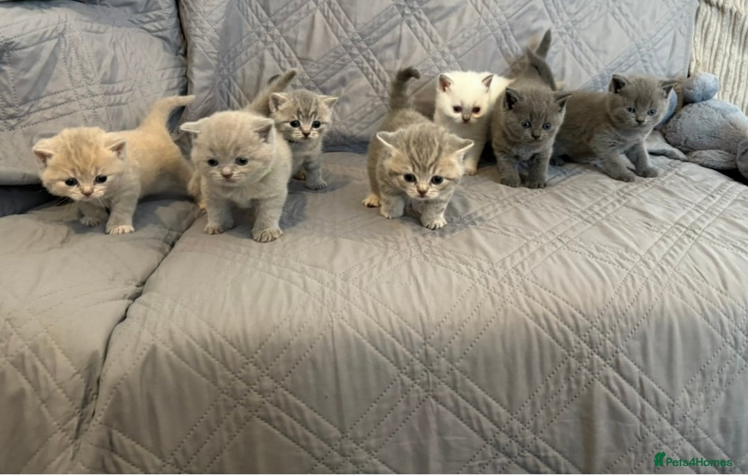 British Shorthair cats for sale: gorgeous gccf pedigree British short hair kittens - Image 1