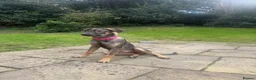 Mixed Breed dogs for adoption: Elora 🌸 in Saint Leonards-on-sea - Advert 4
