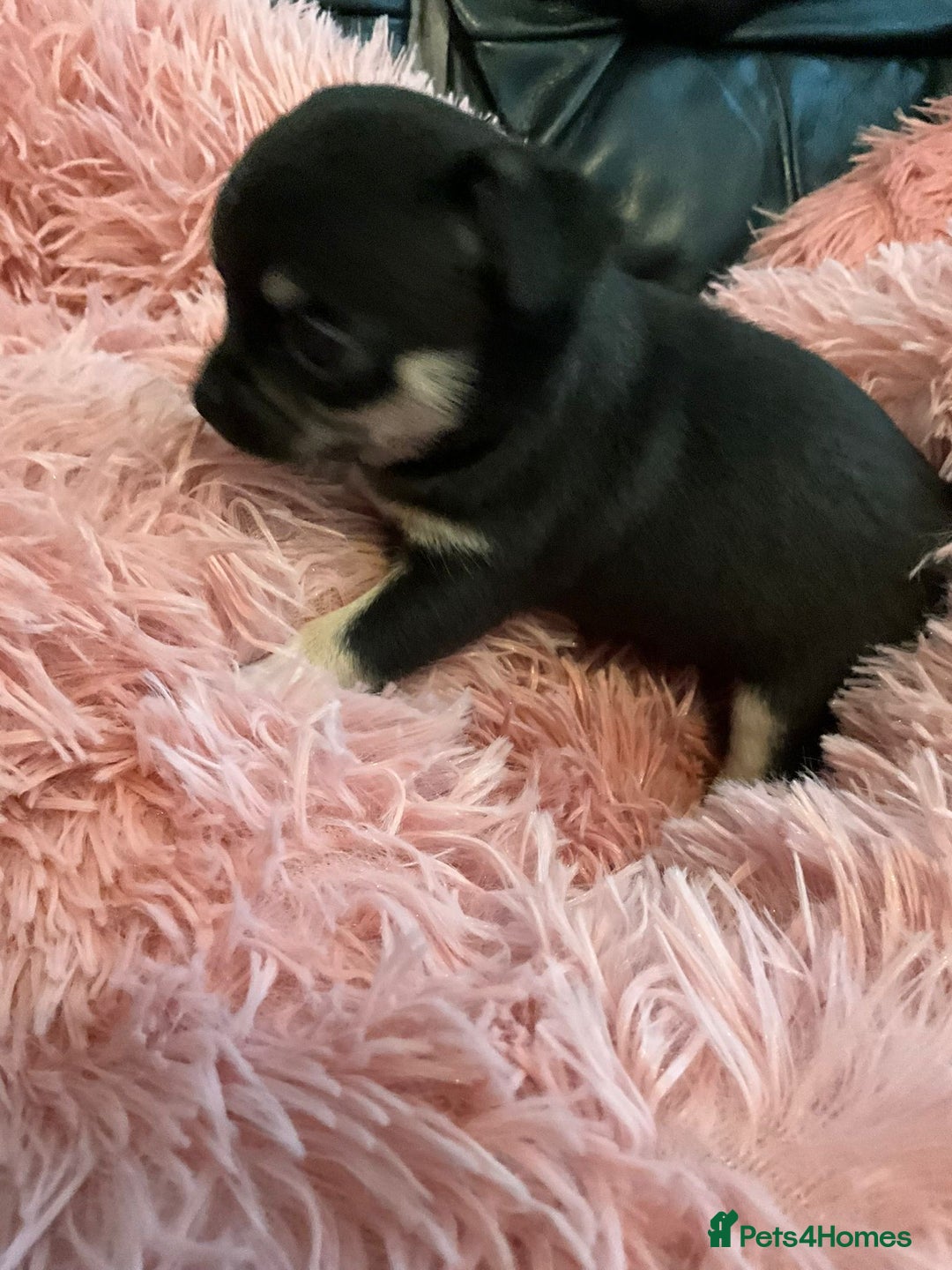 Chihuahua dogs for sale: Beautiful black & blue tri chihuahua puppies  - Advert 9