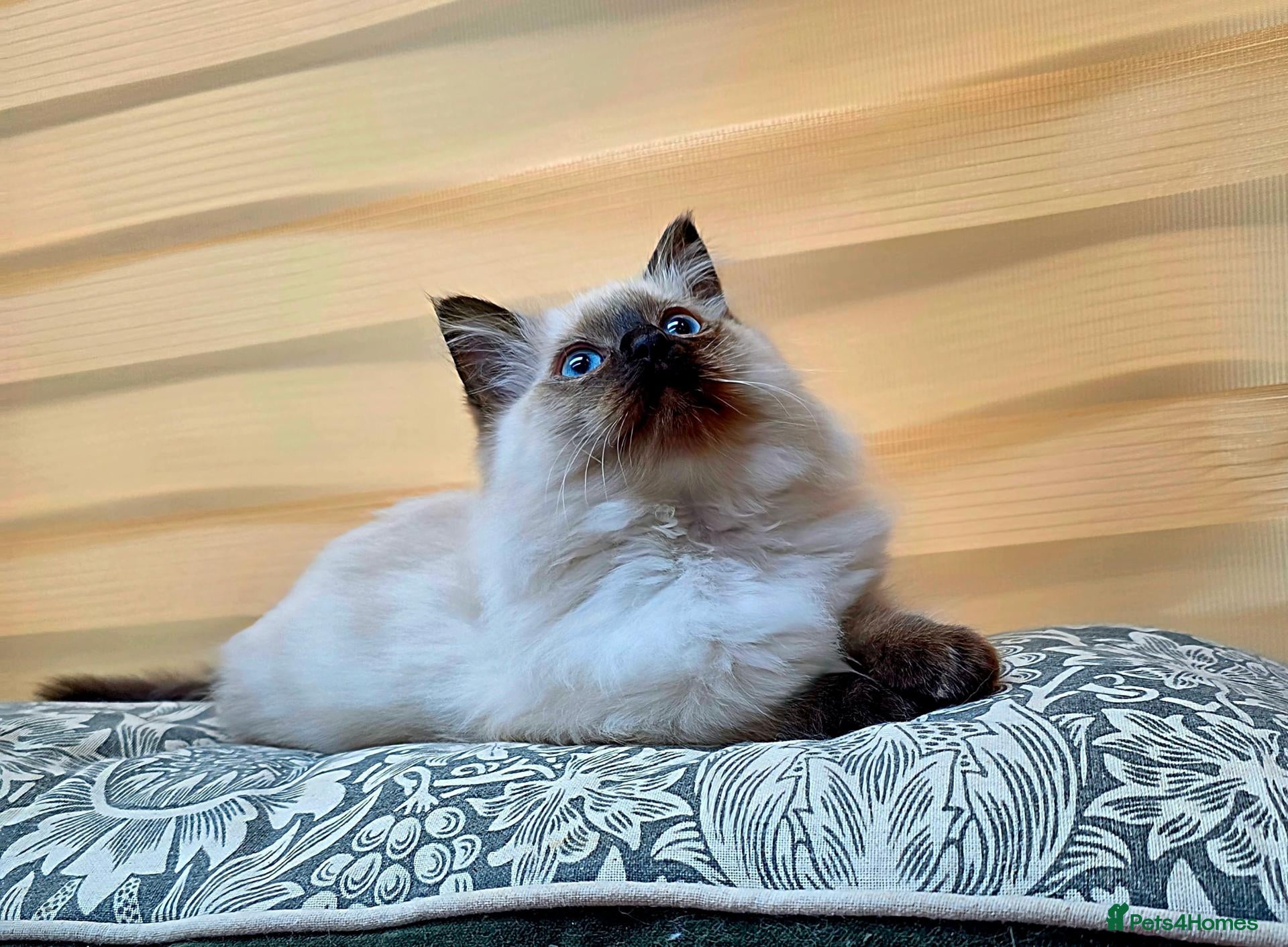 Ragdoll cats for sale: Very fluffy Ragdoll boy. - Advert 16