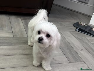 Maltese dogs in Saint Helens - Advert 1