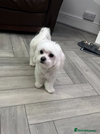 Maltese dogs in Saint Helens - Advert 1