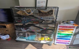 Rat rodents for sale: 2 female rats - Image 6