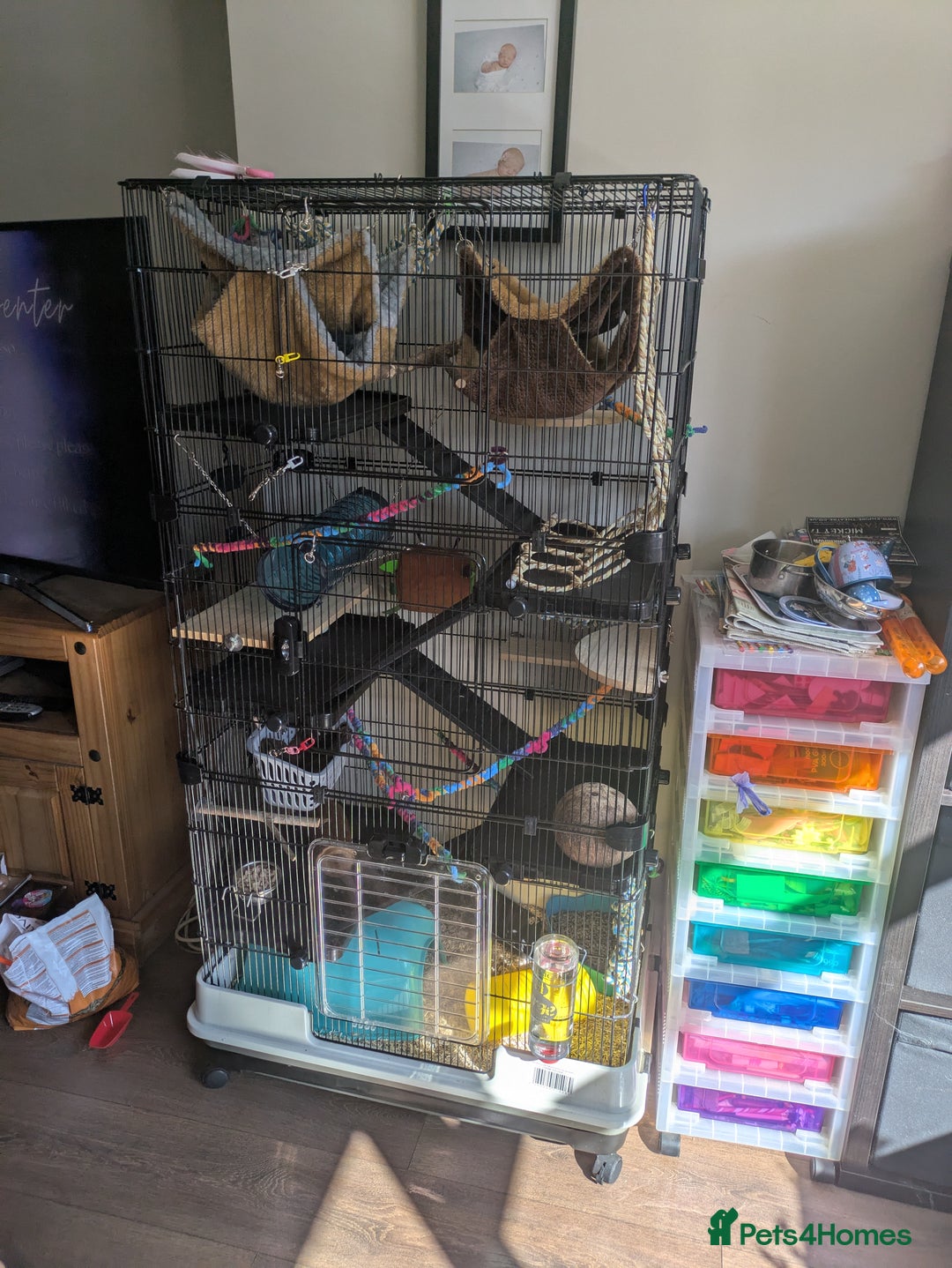 Rat rodents for sale: 2 female rats - Image 6