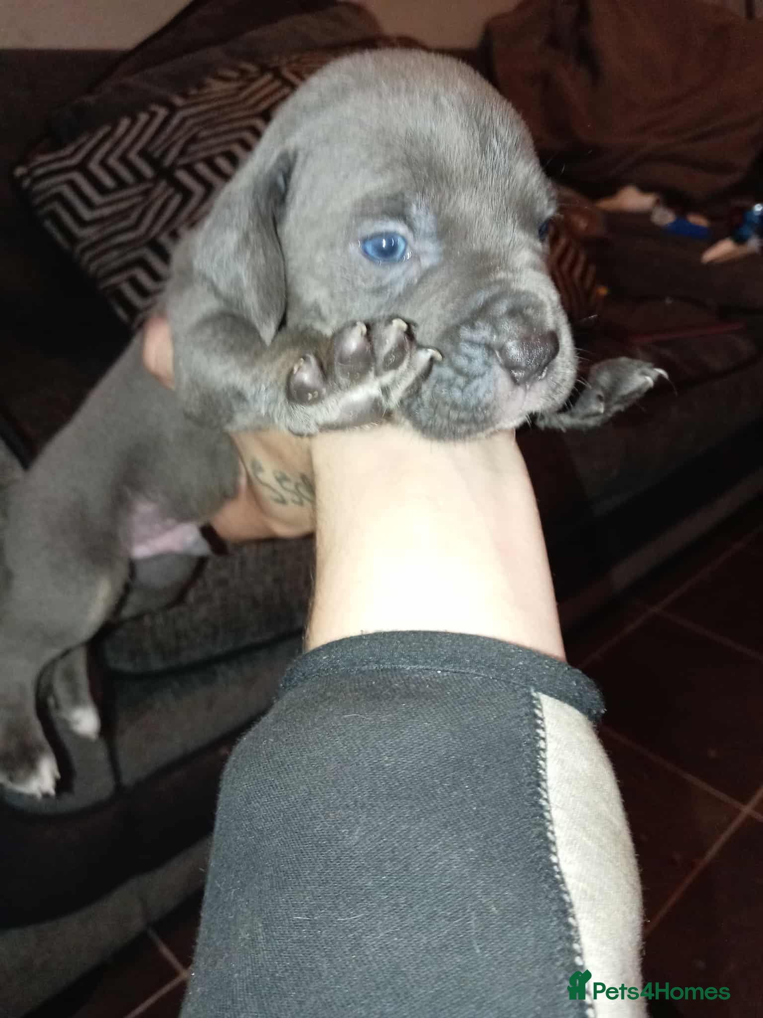 Mixed Breed dogs bully-cane corso beautiful puppies - Advert 5