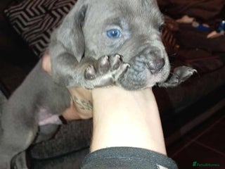 Mixed Breed dogs - Advert 2