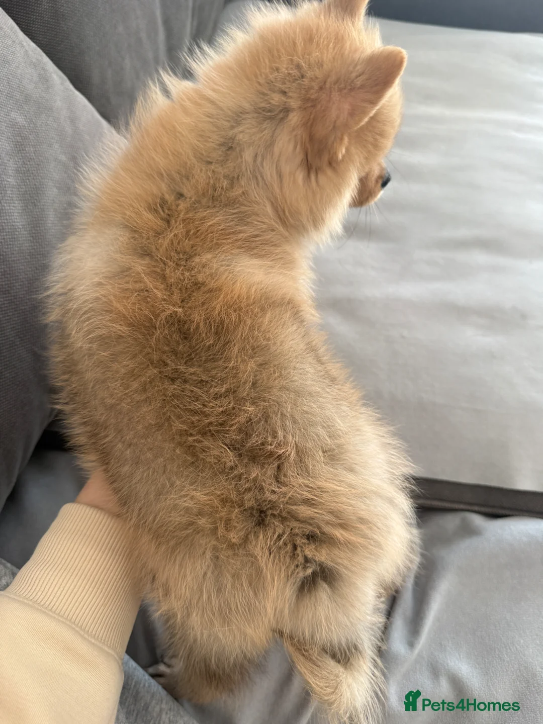 Pomsky dogs for sale: Male Pomsky × Pomeranian Puppy in London - Advert 6