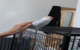 Ringnecks birds for sale: Tame white/blue Indian ring neck for sale - Image 1