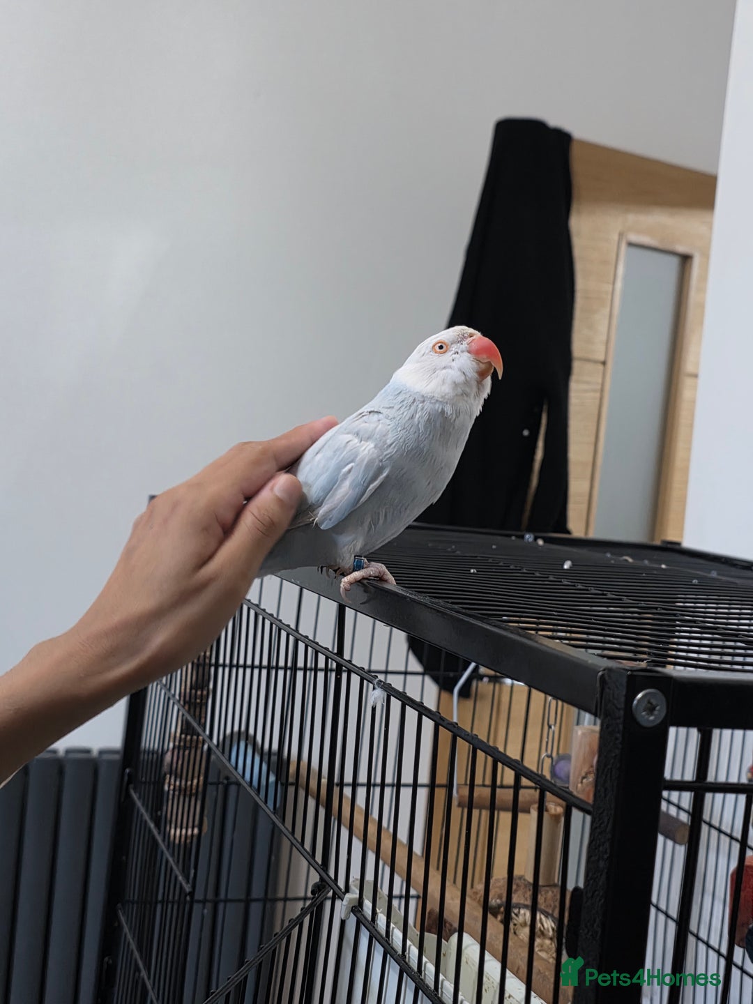 Ringnecks birds for sale: Tame white/blue Indian ring neck for sale - Image 1
