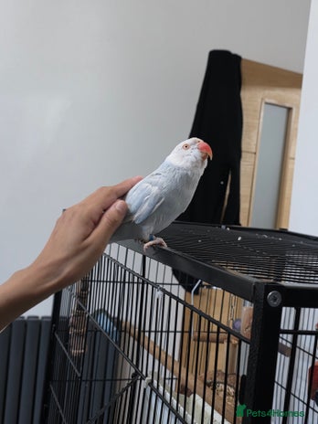Ringnecks birds - Advert 12