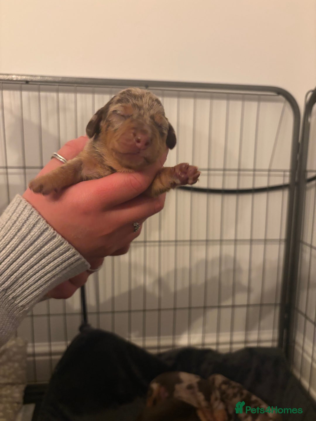 Dachshund dogs for sale: Dachshunds for Sale - Advert 9