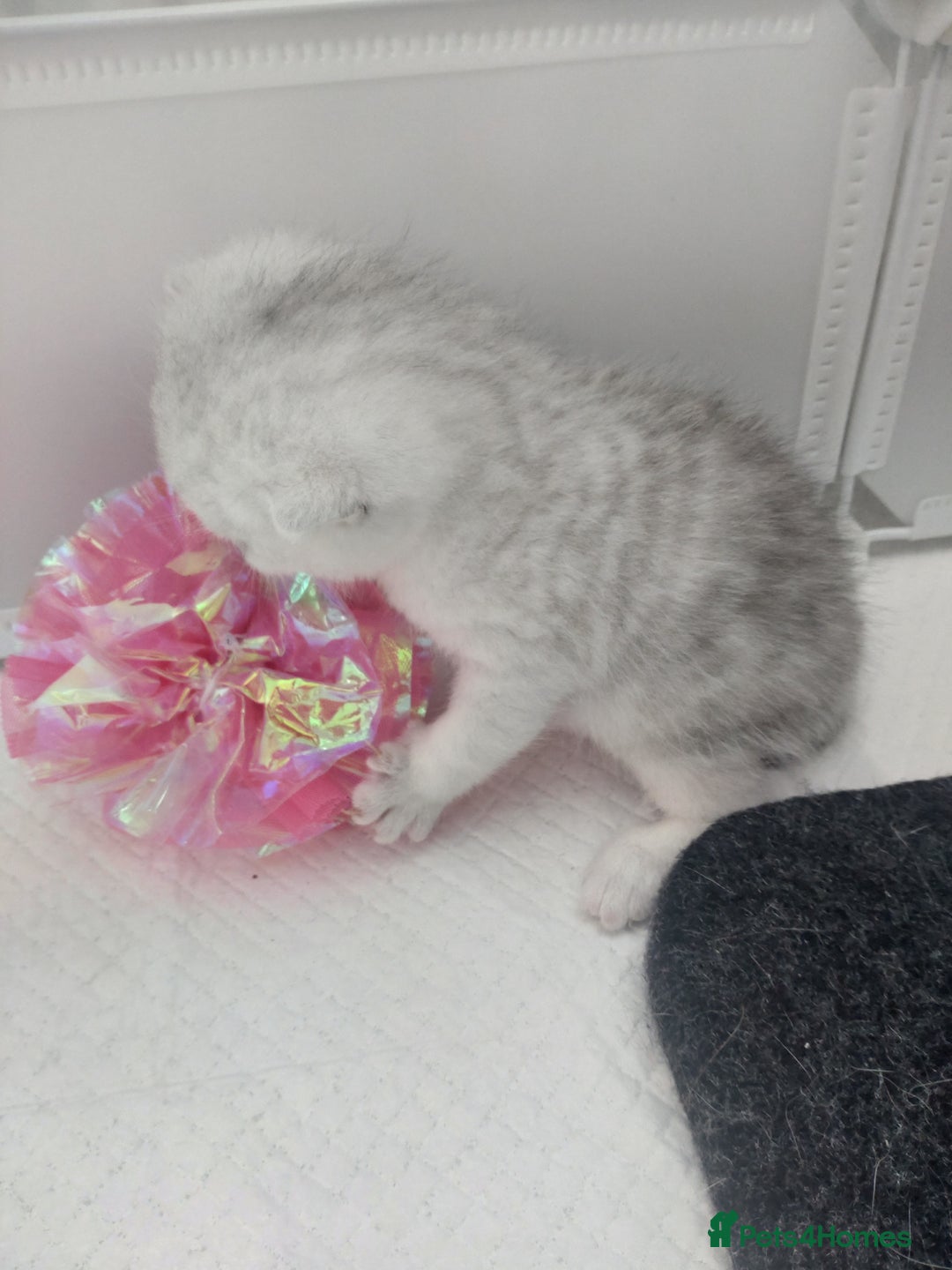 British Shorthair cats for sale: British short hair kittens  - Image 5