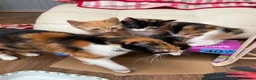 Mixed Breed cats for sale: 2 beautiful playful kittens for sale - Advert 10