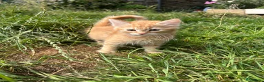 Kitten 1