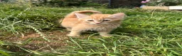 Mixed Breed cats for sale: Farm Kittens - Ready Now!  - Advert 3