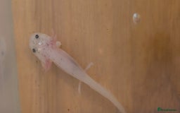 Axolotl reptiles for sale: Axalotyls for sale  - Image 5