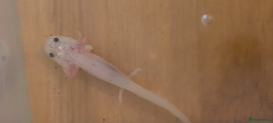 Axolotl reptiles for sale: Axalotyls for sale  - Image 5