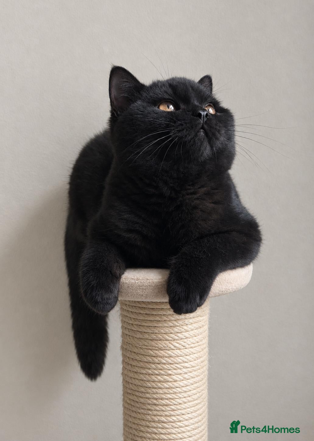 British Shorthair cats 🏆IMPRESSIVE PEDIGREE BSH KITTENS - Advert 5