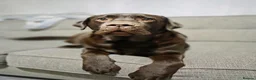 Labrador Retriever dogs for stud: Ready to stud  - Advert 4