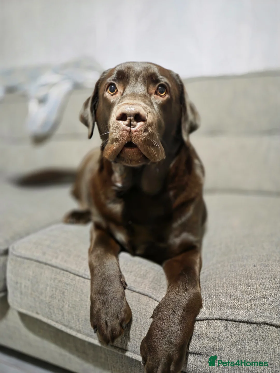 Labrador Retriever dogs for stud: Ready to stud  - Advert 4