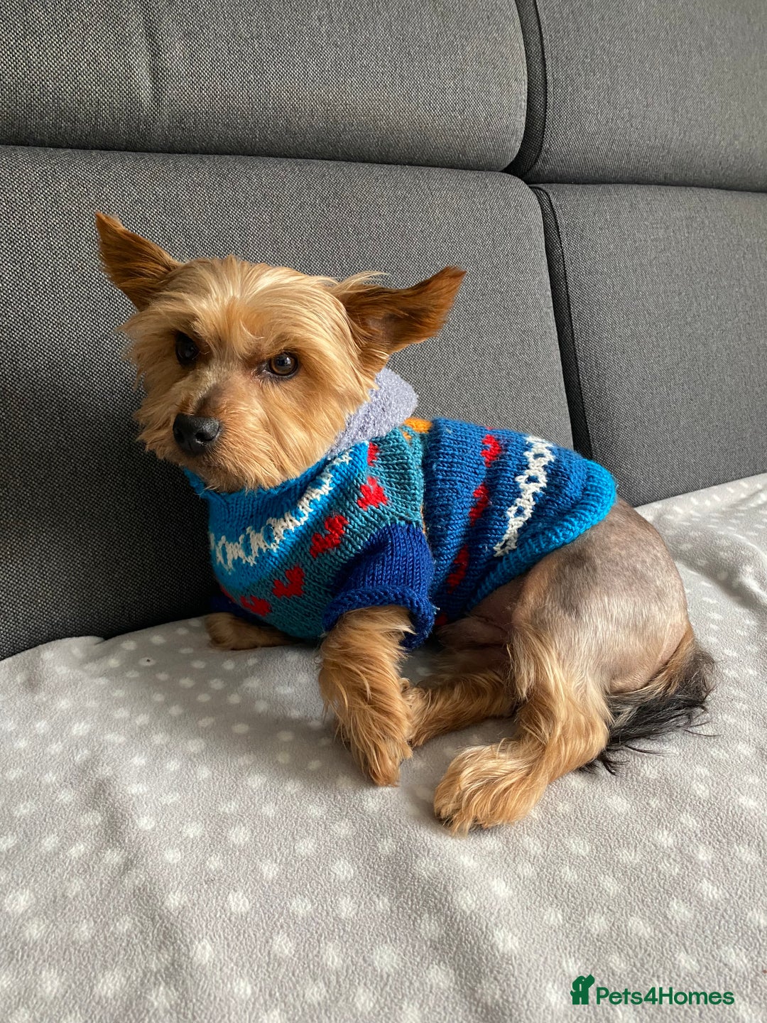 Yorkshire Terrier dogs for sale: Endearing Yorkie Looking for a New Home - Advert 7