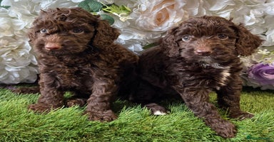 Cockapoo dogs - Advert 6