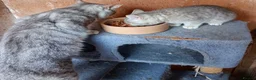 British Shorthair cats for sale: Beautiful British short hair kittens  - Advert 2
