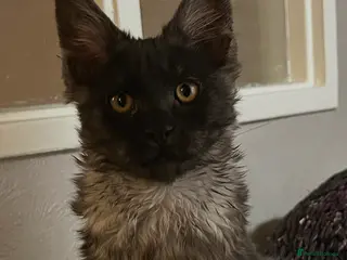 Maine Coon cats 4 BEAUTIFUL MAINECOON RUSSIAN LINE KITTENS LEFT - Advert 19