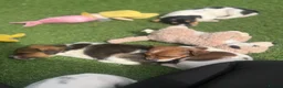 Jack Russell dogs for sale: 5 beautiful Jack Russell puppies  in Wickford - Advert 11