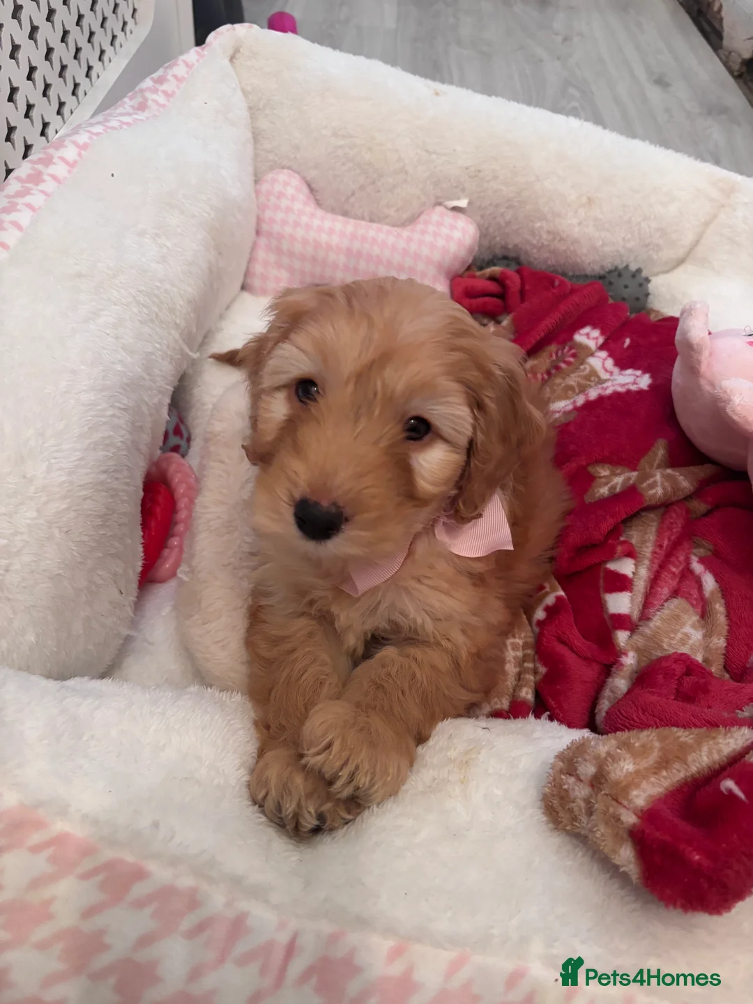 Cockapoo dogs for sale: Female cockapoo - Advert 1