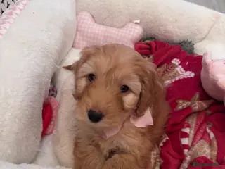 Cockapoo dogs Female cockapoo - Advert 1