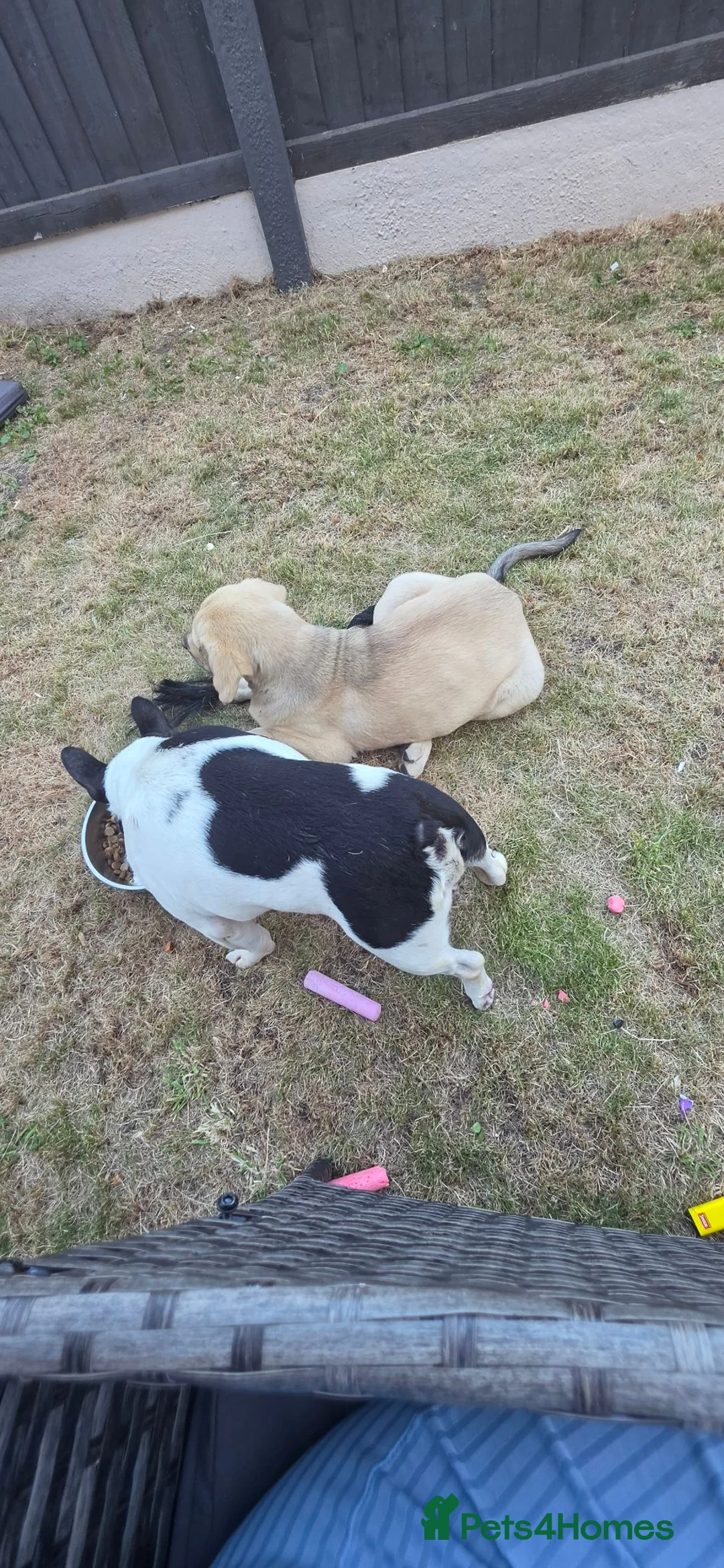 French Bulldog dogs for stud: Male stud in Warrington - Advert 2