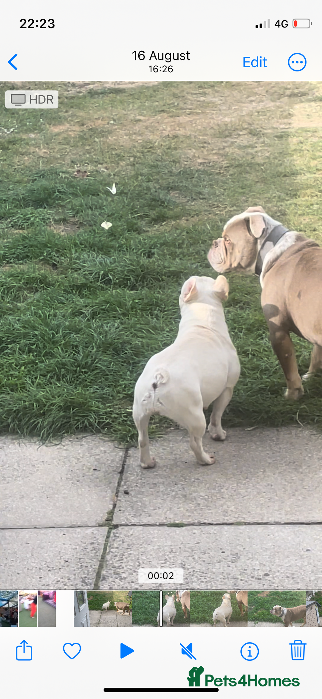 Dorset Olde Tyme Bulldogge dogs for stud: Brock - Image 37
