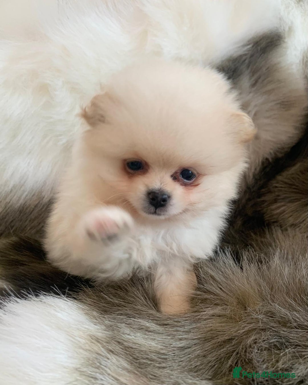 Pomeranian dogs for sale: OUTSTANDING KC POMERANIAN PUPPYS AVAILABLE  - Advert 14