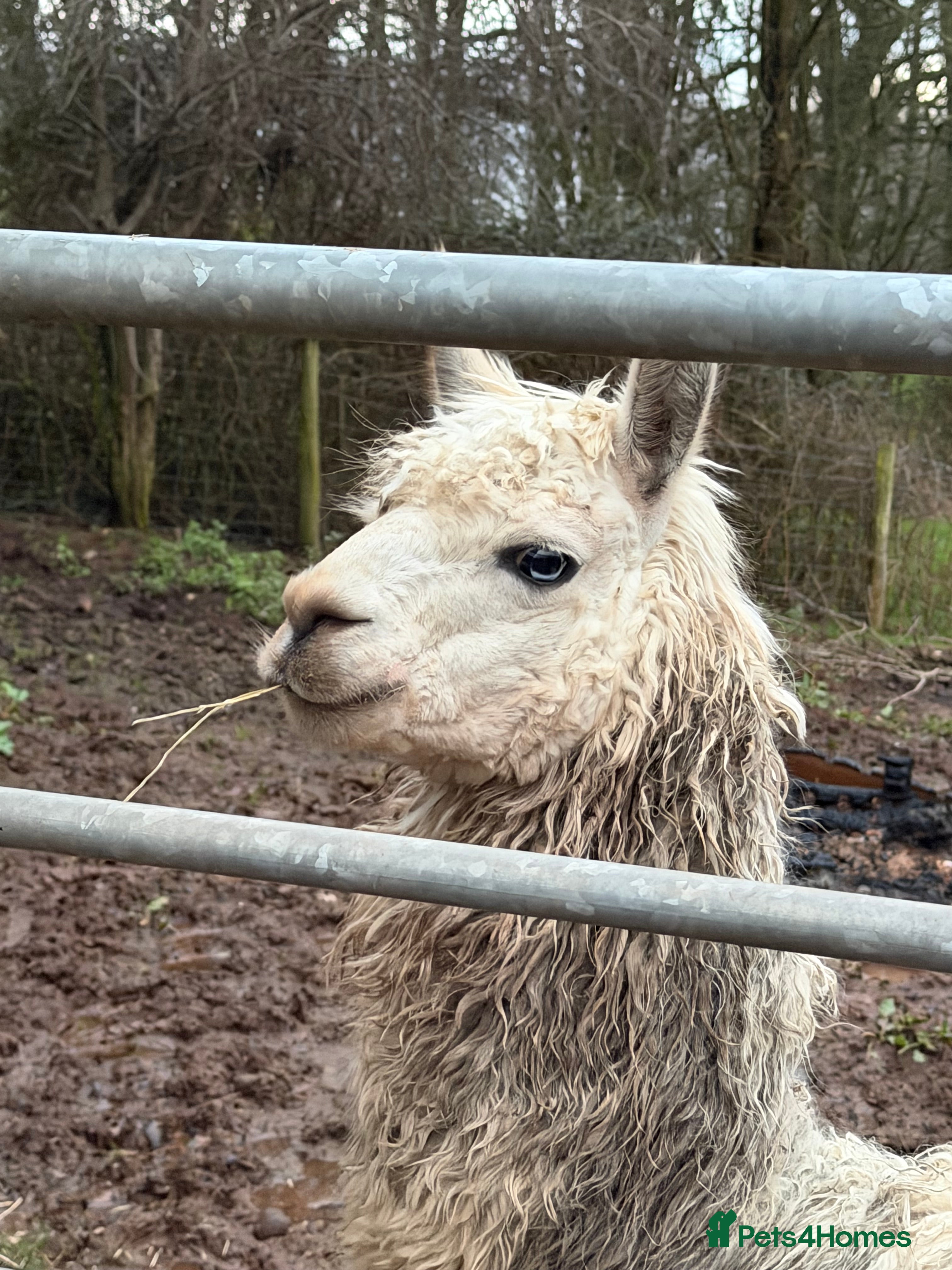 Llama livestock Entire Male Lama  - Advert 10