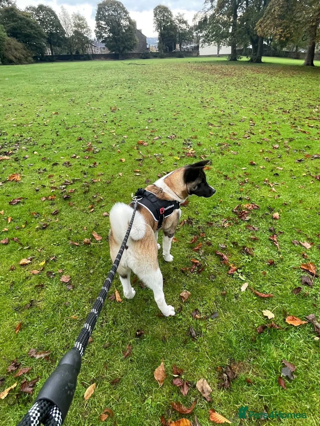 Akita dogs for sale: Athena - Advert 8