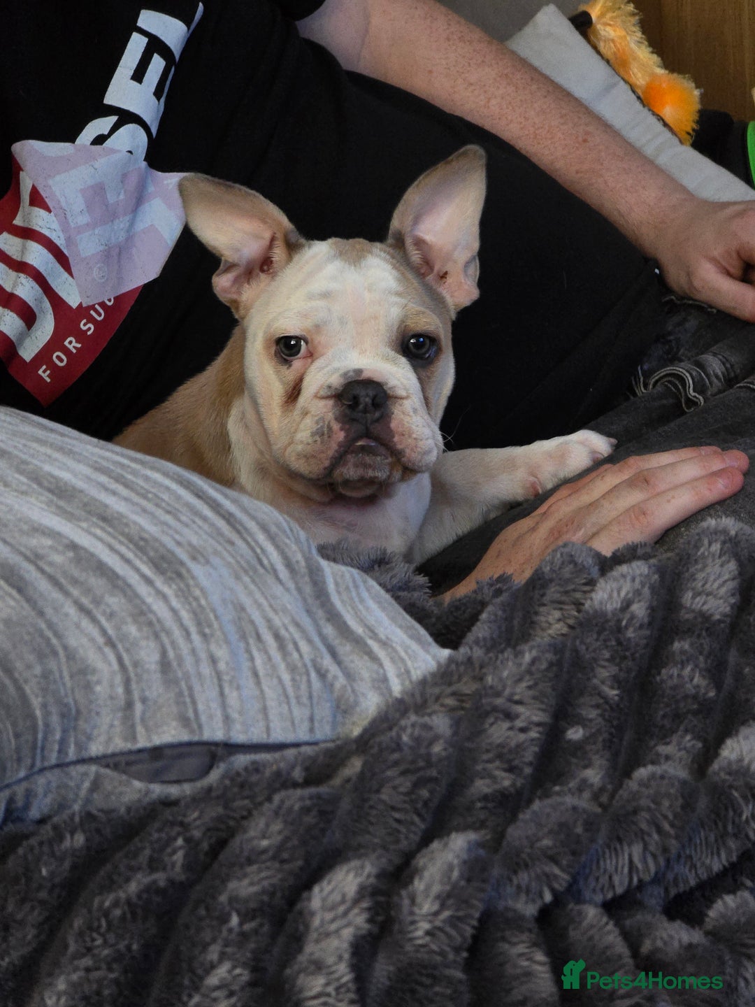 Mixed Breed dogs for sale: Mum frenchie dad English bulldog  - Image 8