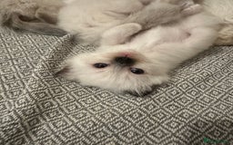 Birman cats for sale: Lovely Birman kittens  - Image 9