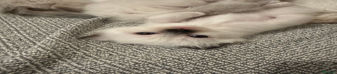 Birman Kitten 4