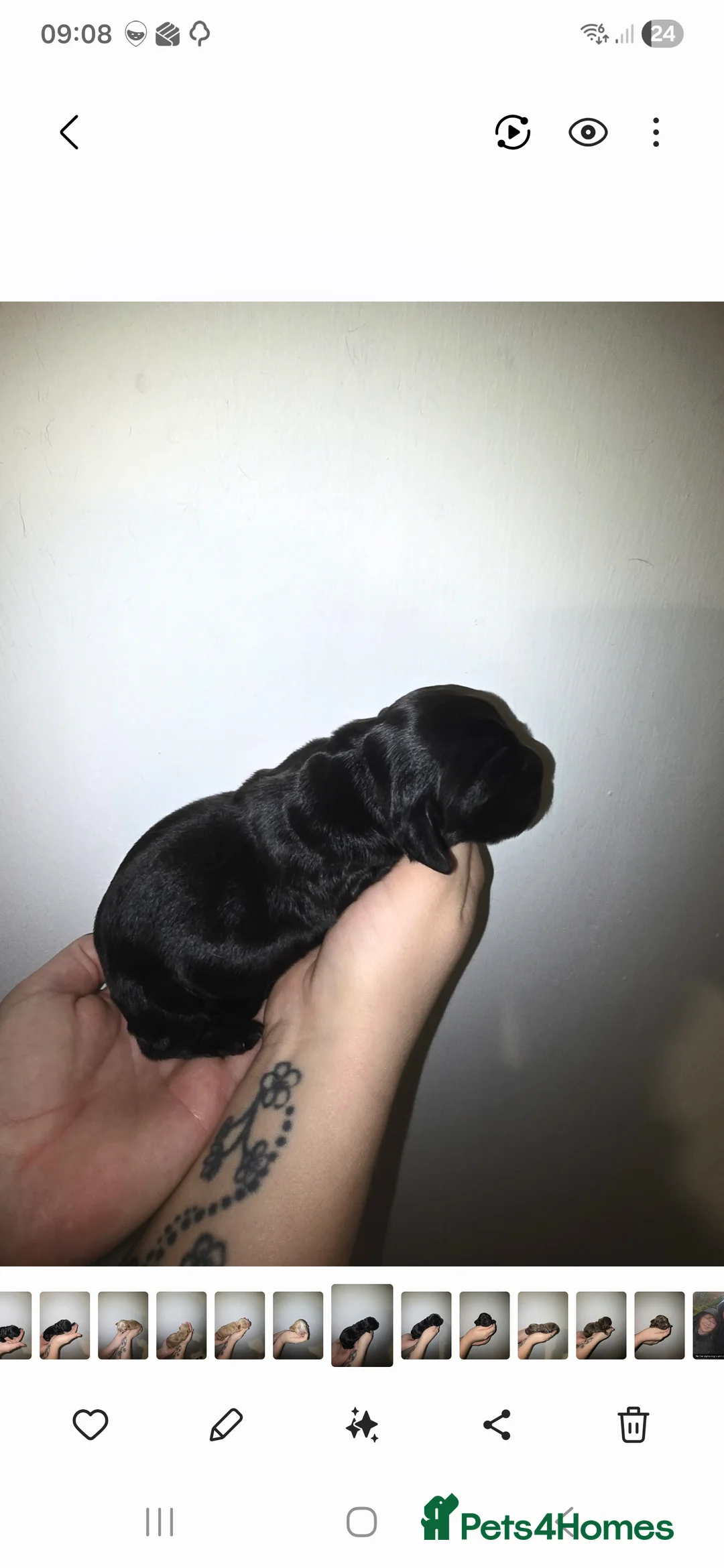 Cocker Spaniel dogs for sale: Cocker spainel puppies - Advert 26