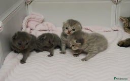 British Shorthair cats for sale: Solid Blue & Blue Golden Spotted Tabby Kittens - Image 13