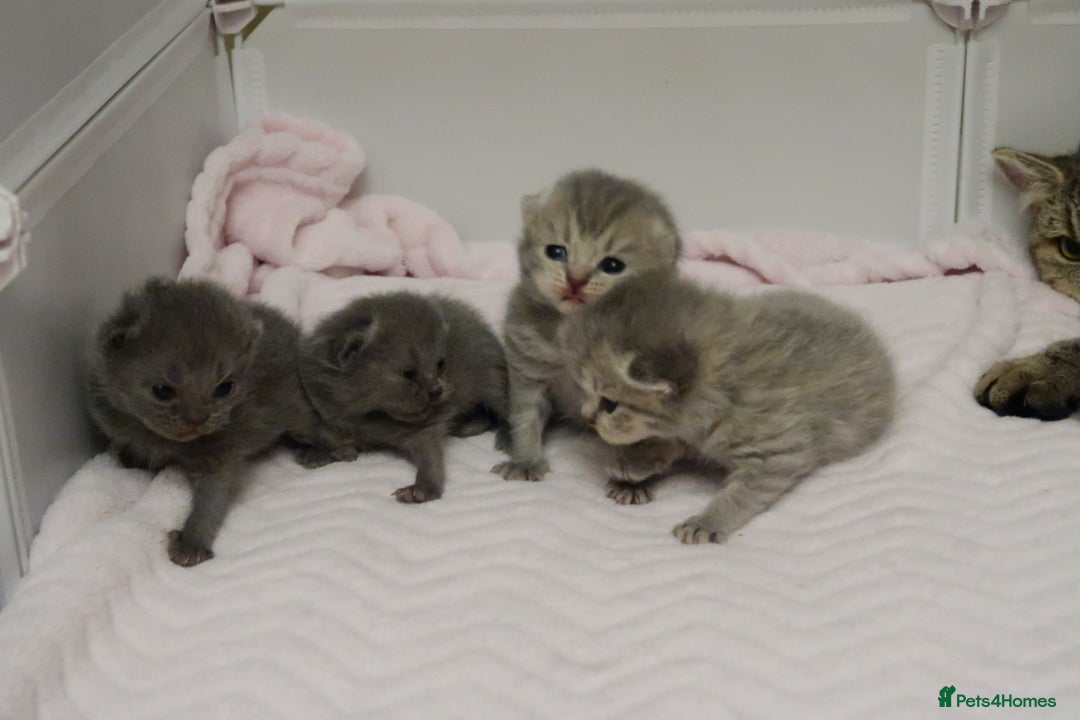 British Shorthair cats for sale: Solid Blue & Blue Golden Spotted Tabby Kittens - Image 13