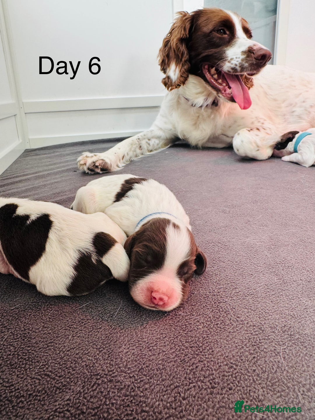 English Springer Spaniel dogs for sale: KC Quality English Springer Spaniels - Image 31