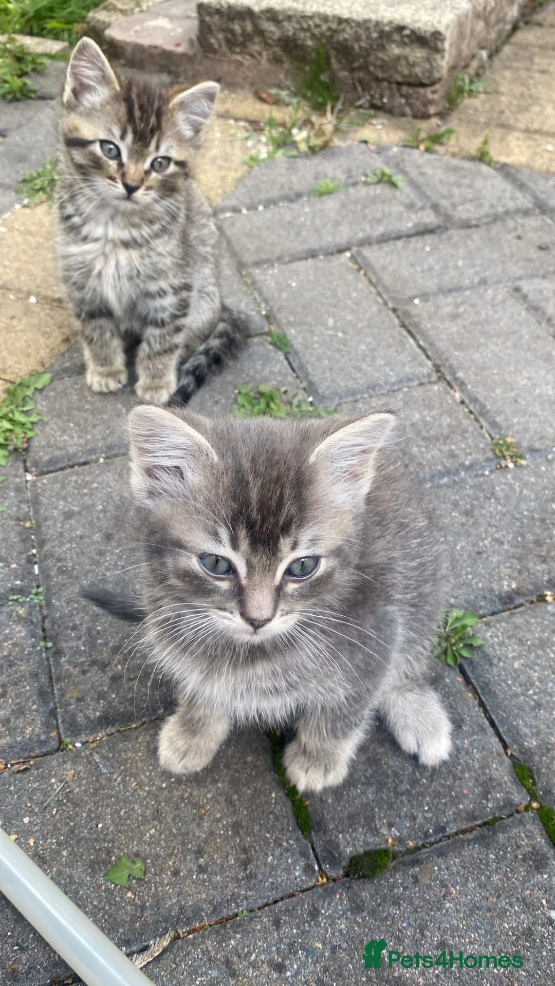 Ragdoll cats for sale: 🐾 Beautiful Ragdoll-Mix Kittens 🐾 - Advert 2