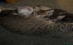 Mixed Breed cats for sale: Beautiful kittens - Image 3